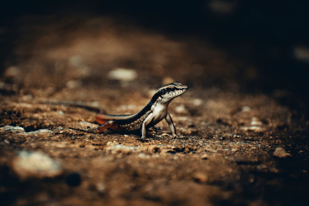 Photograph by Ashiq P F Mohammed