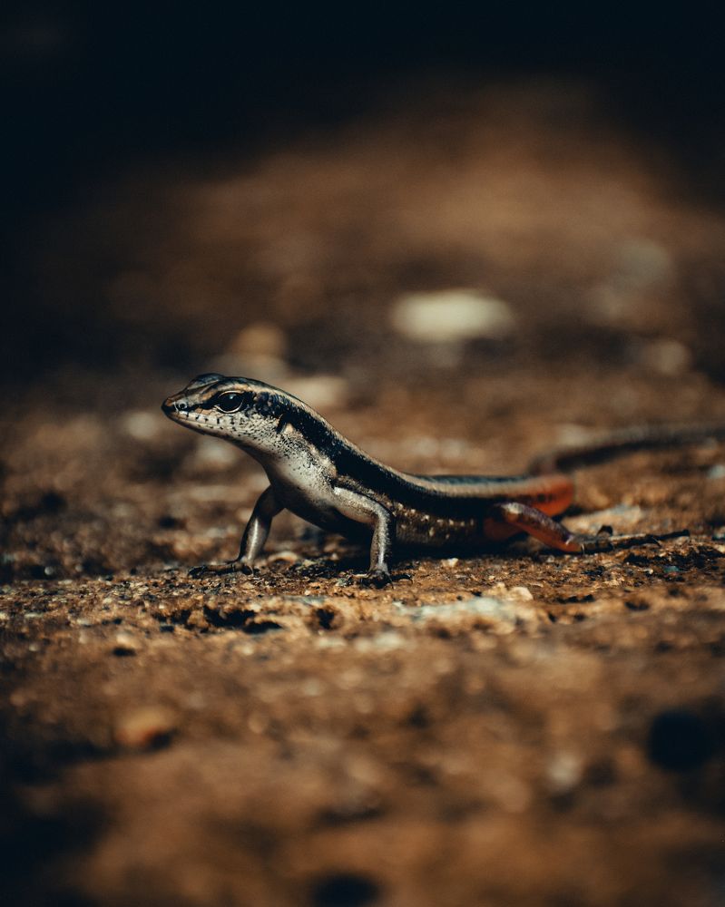 Photograph by Ashiq P F Mohammed