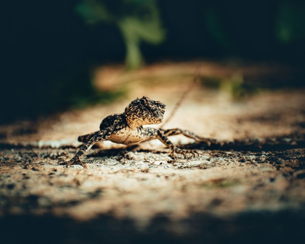 Photograph by Ashiq P F Mohammed