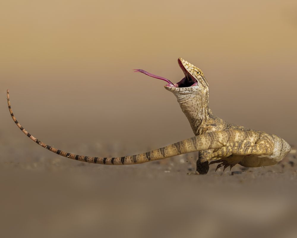 Photograph by Ahmed Sobhi