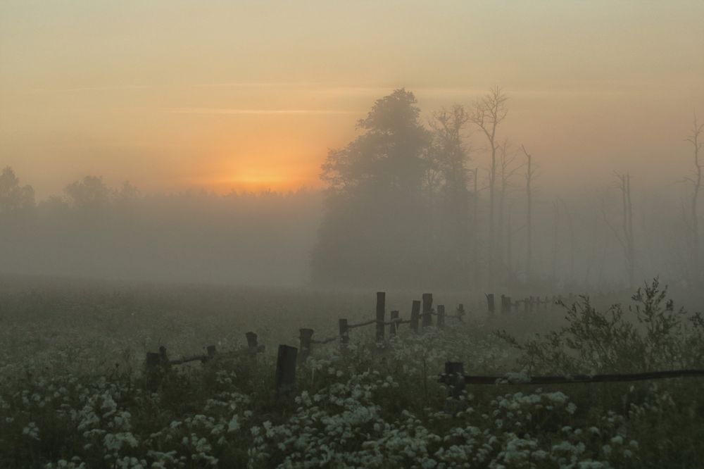 Утренний туман