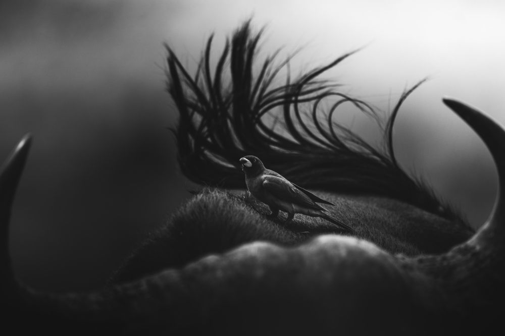 Photograph by Ahmed Sobhi