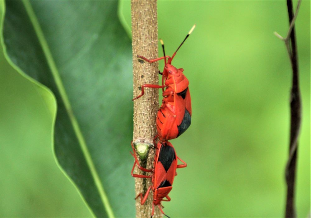 RED COTTON BUGS- MATING