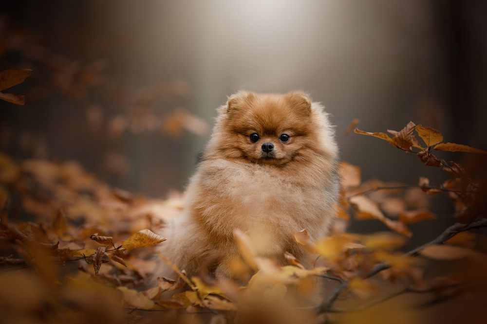 Photograph by Nikol Kopp