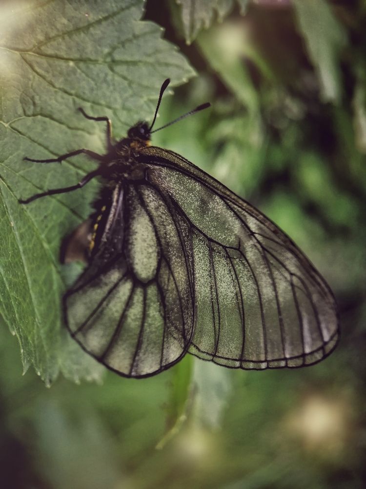 Фотография автора НАТАЛЬЯ СЕВЕР