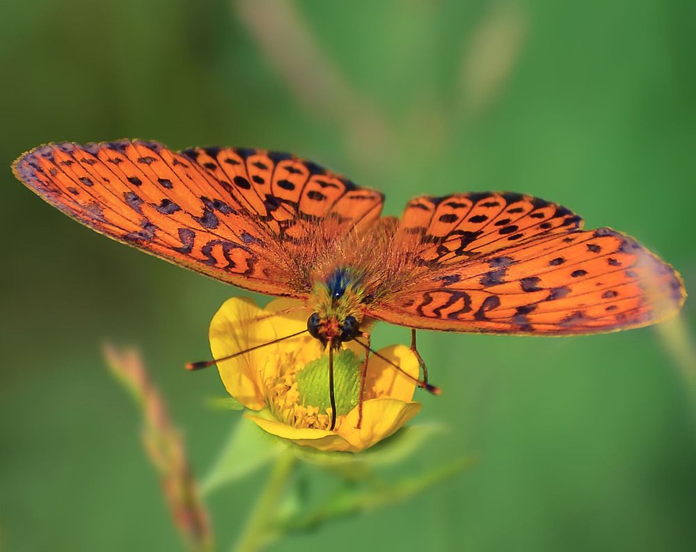 Бабочка красавица