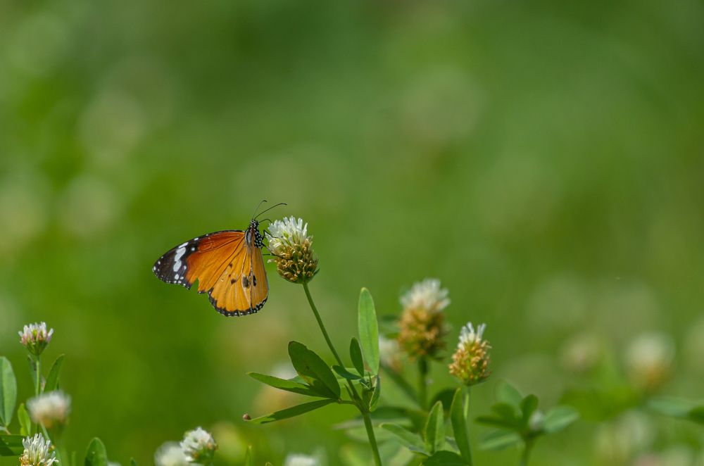 Photograph by Kshitij Patle