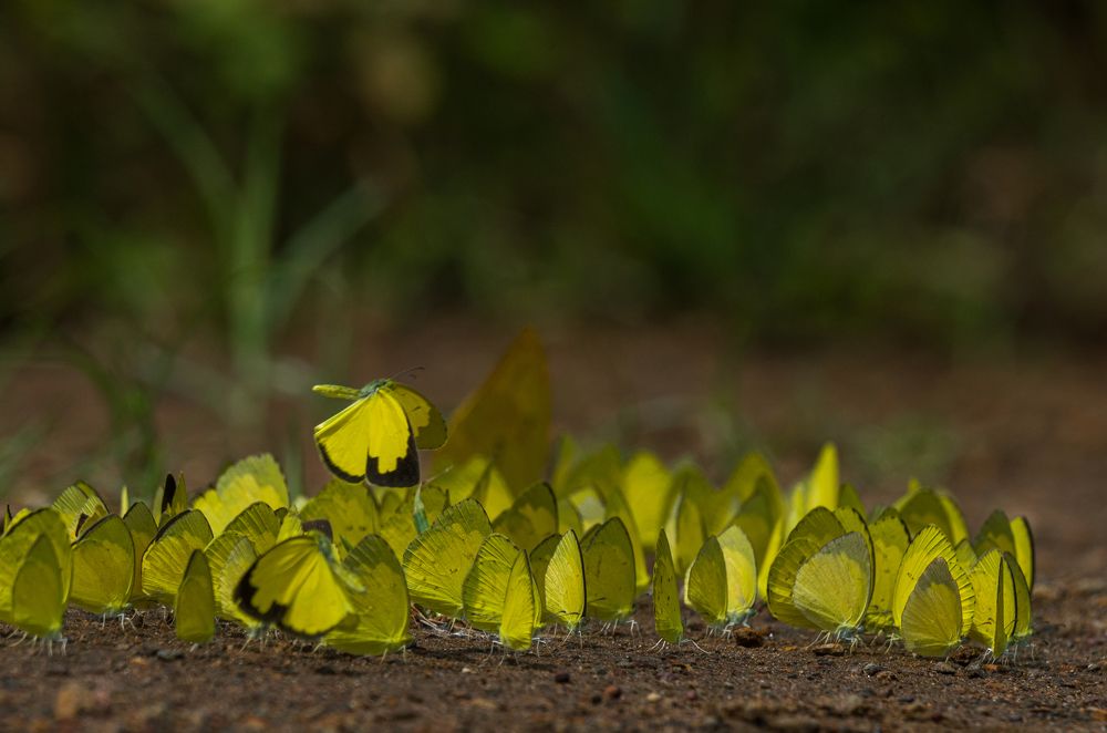 Photograph by Kshitij Patle