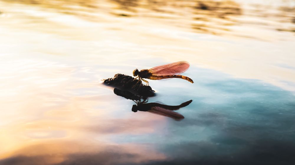 Photograph by Prasthuthi