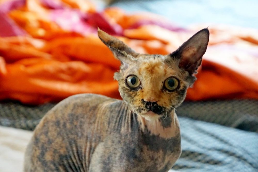 Photograph by Михаил Ханукович