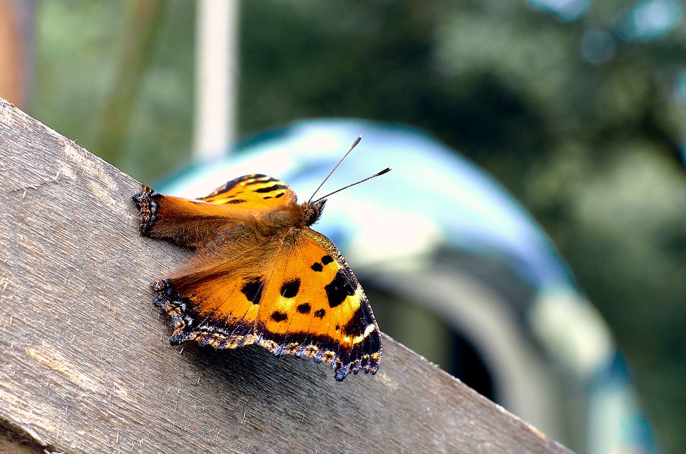 Photograph by Сергей Богданов