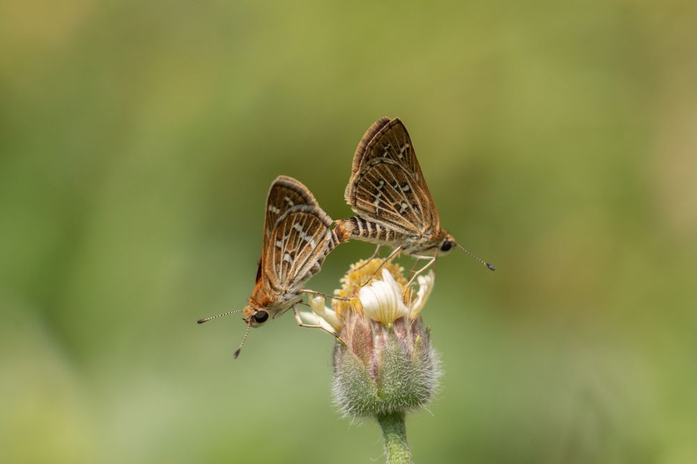 Photograph by Prabath Mihiran Rodrigo