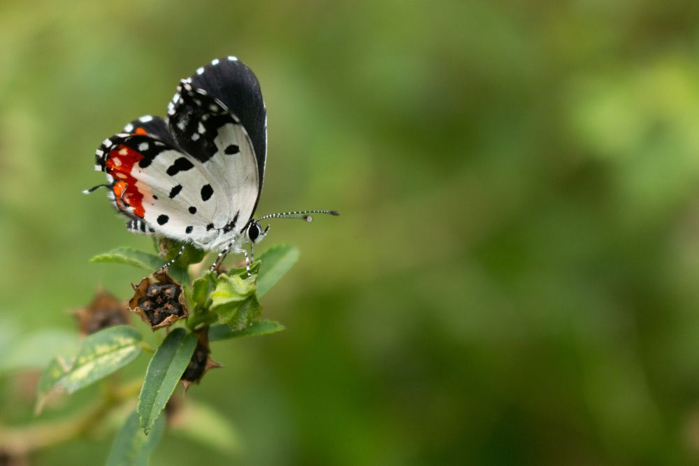 Colours of the nature