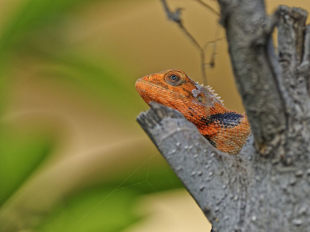 Photograph by RAJESH MAHAJAN