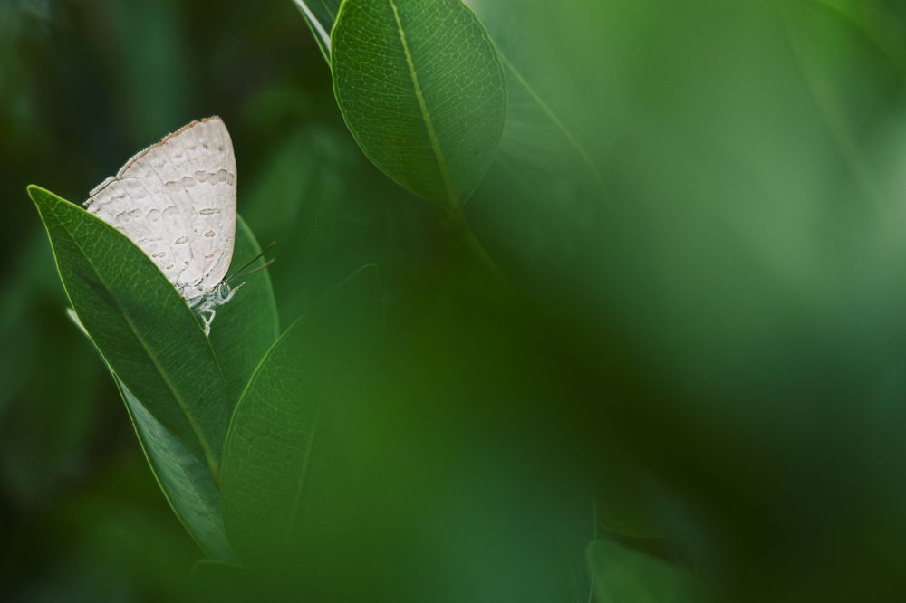Photograph by Prabath Mihiran Rodrigo