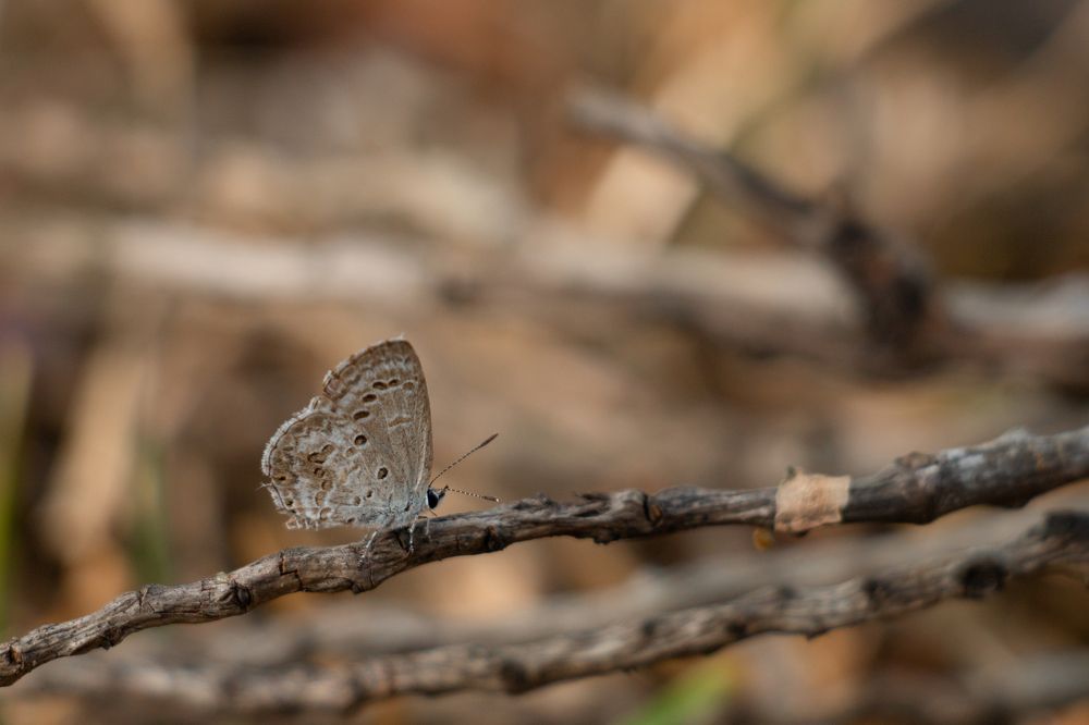 Photograph by Prabath Mihiran Rodrigo