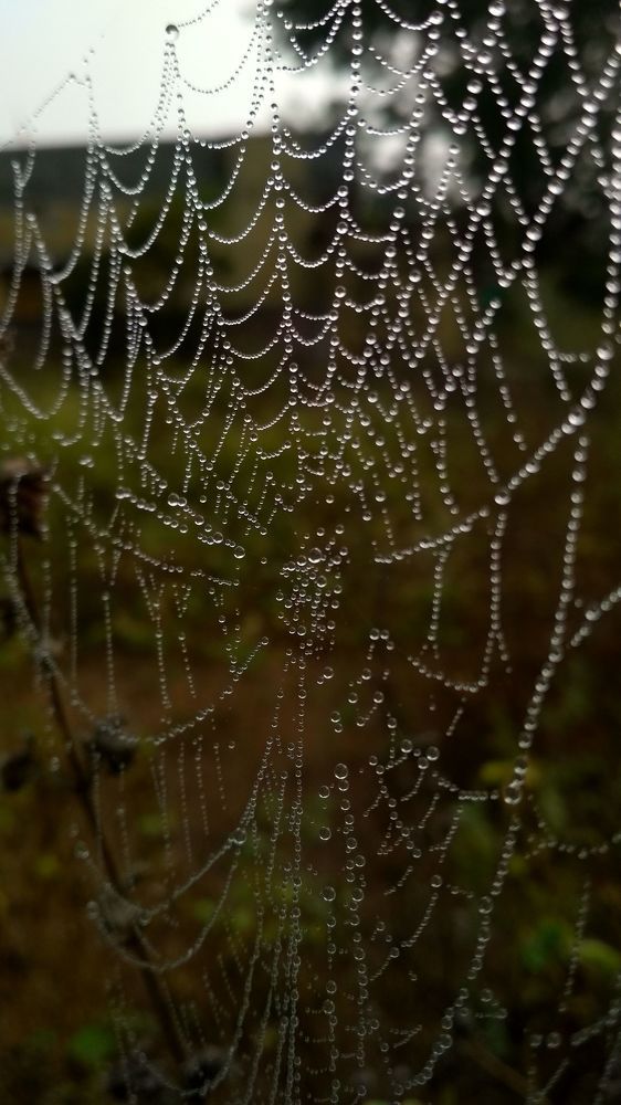 Rain drops on SpiderWeb