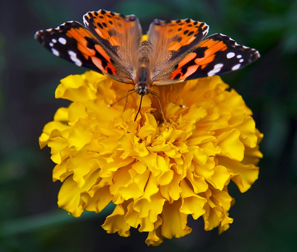 Photograph by Игорь