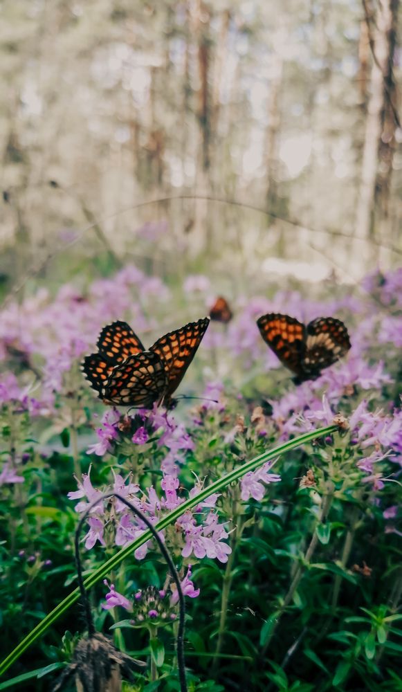 Photograph by Наталья Клячина