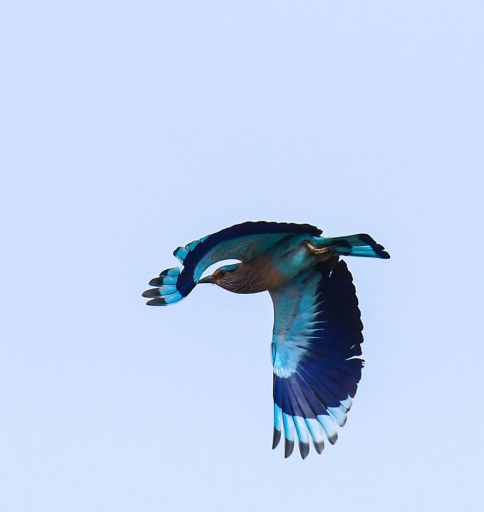 Indian Roller