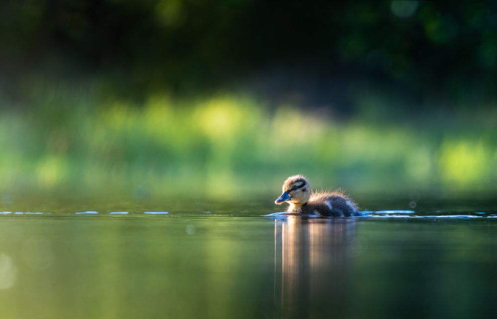 северное сияние