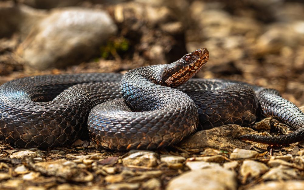 Photograph by George Alexandru Ghiuro