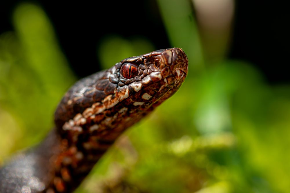 Photograph by George Alexandru Ghiuro