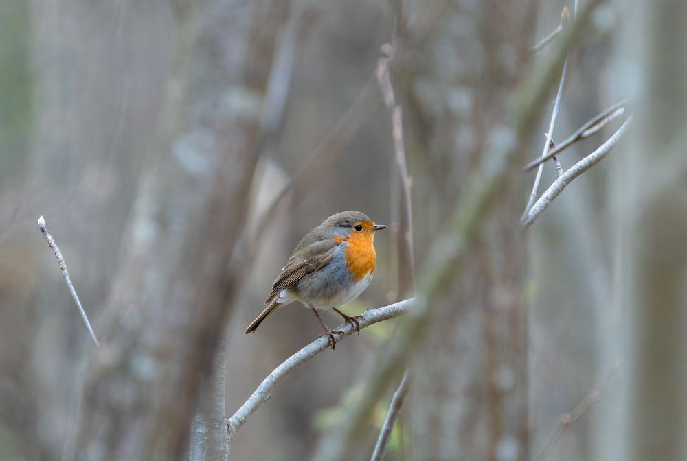 Photograph by Алексей Зайцев