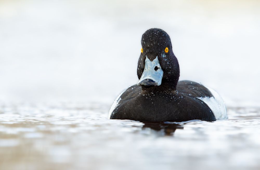 Photograph by Алексей Зайцев