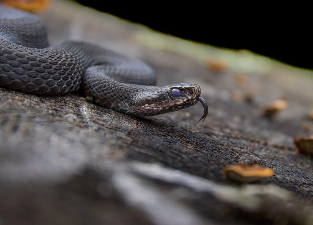 Фотография автора Sebastian Popa