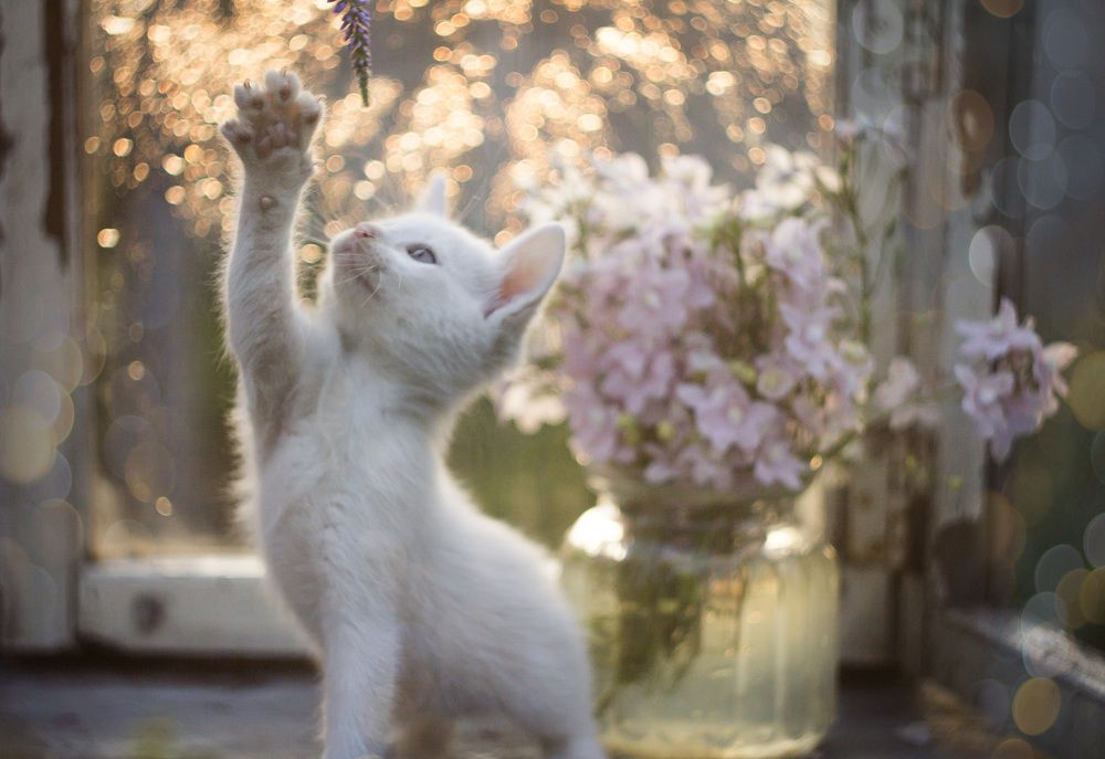 Photograph by Зимина Лионелла