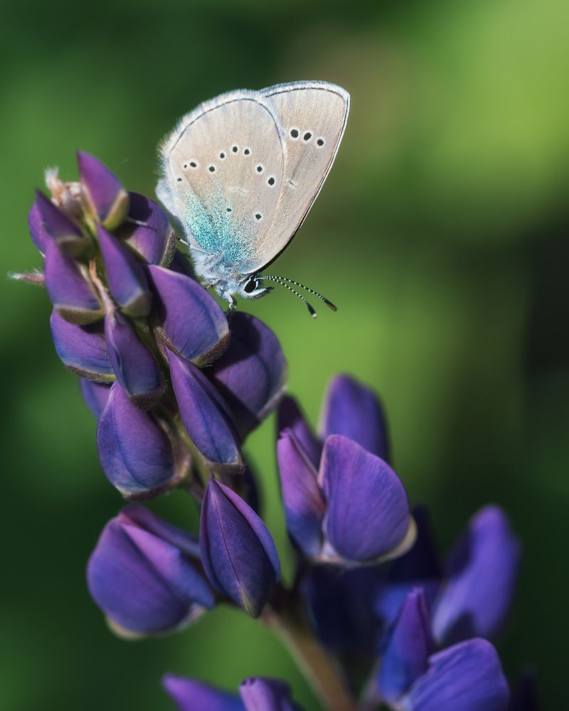 Photograph by Ольга Рагинская