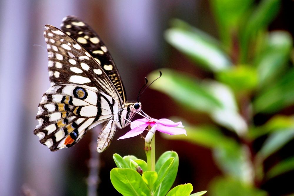 Photograph by Shibalik Choudhury