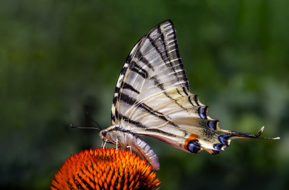 Photograph by Михаил Нижников