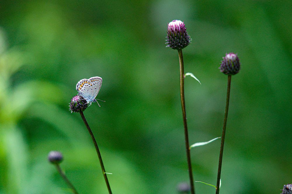 Photograph by Анастасия Сахаревич