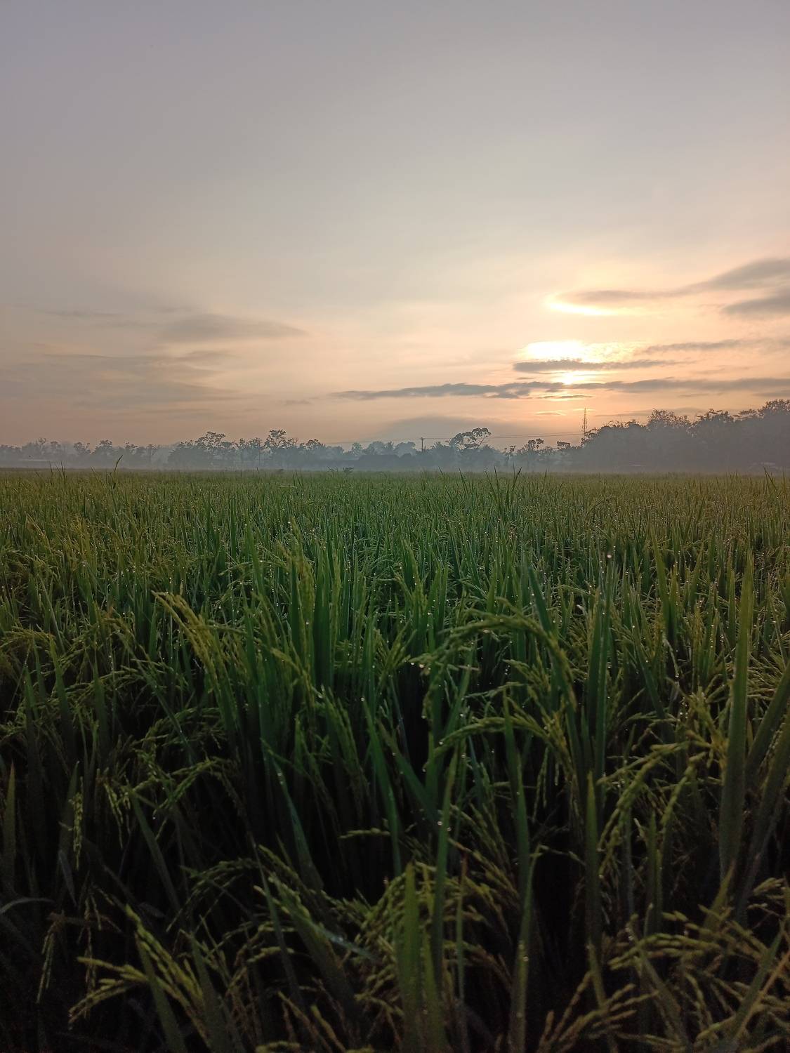 Golden morning in paddy farm