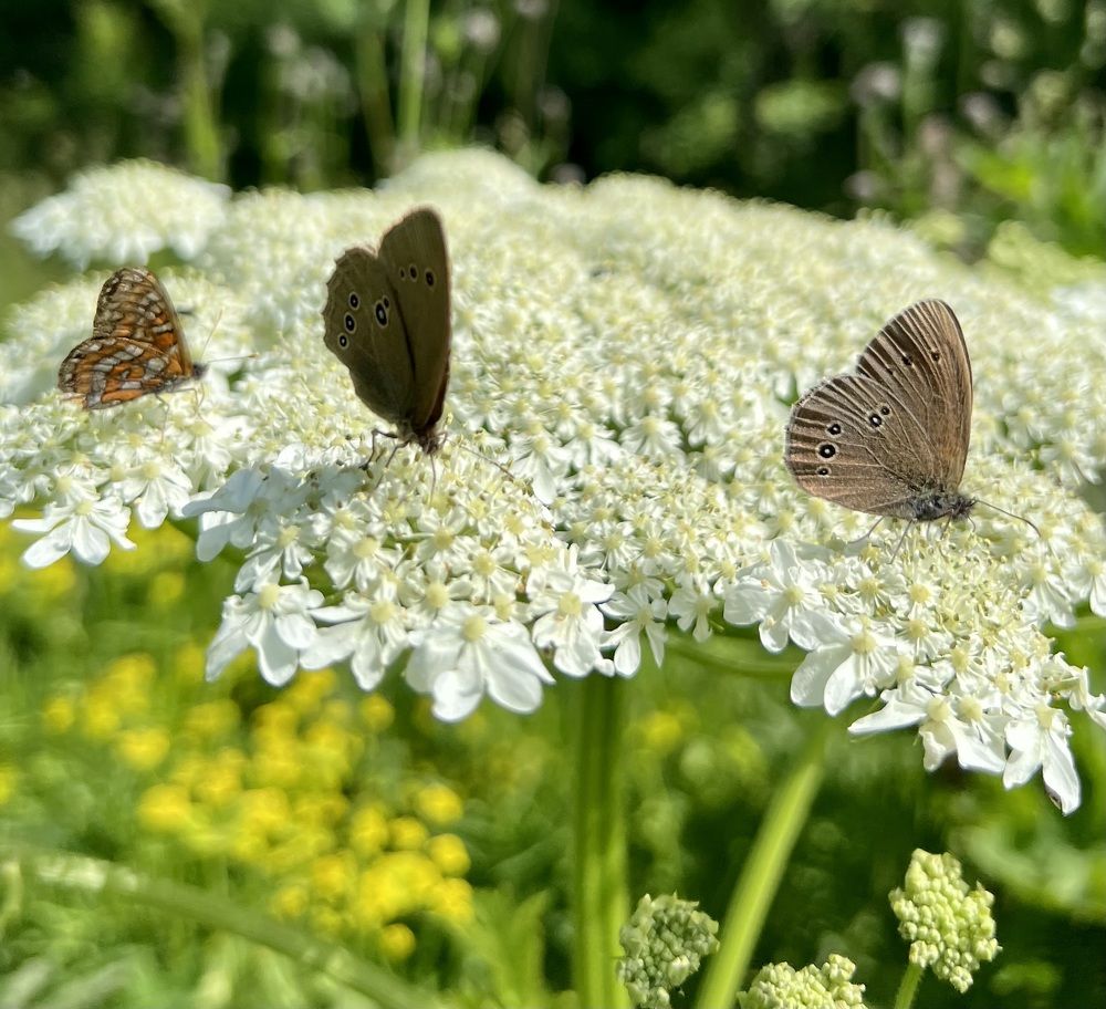 Photograph by Елена Мизина