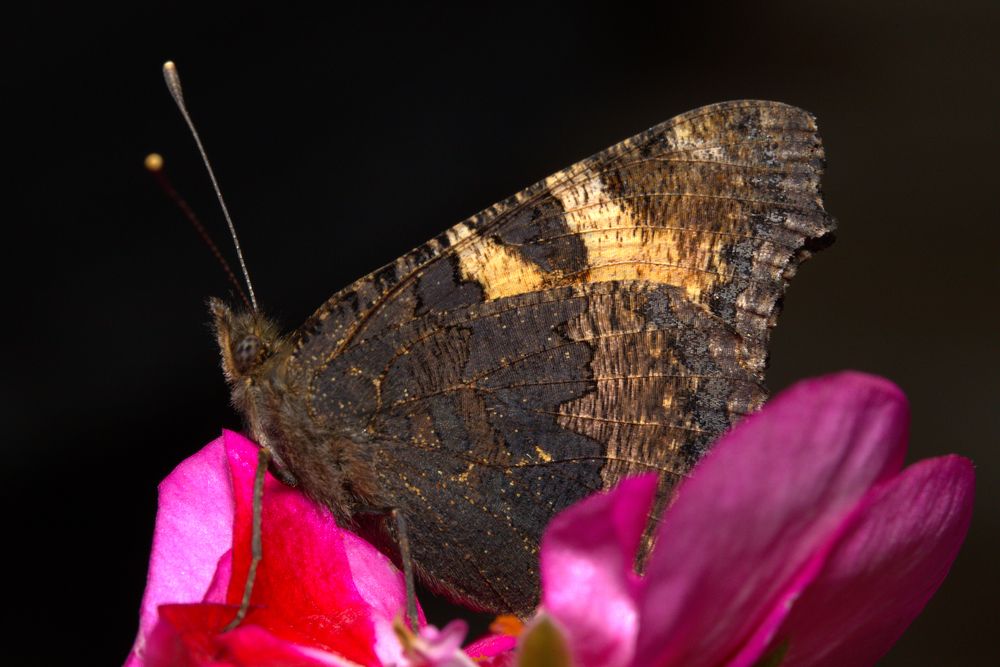 Крапивница