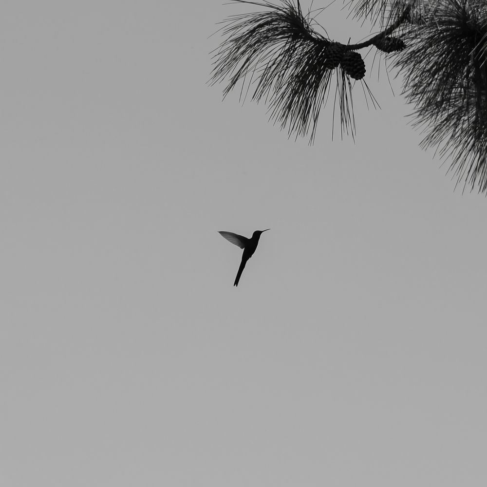 Fly Alone