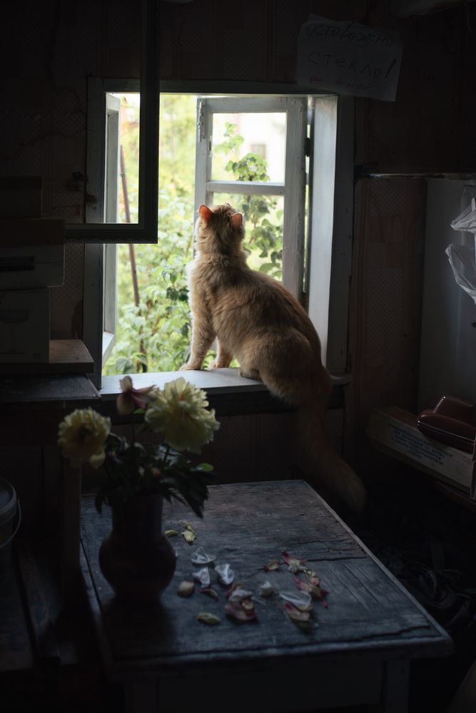 Фотография автора Татьяна Сикорская