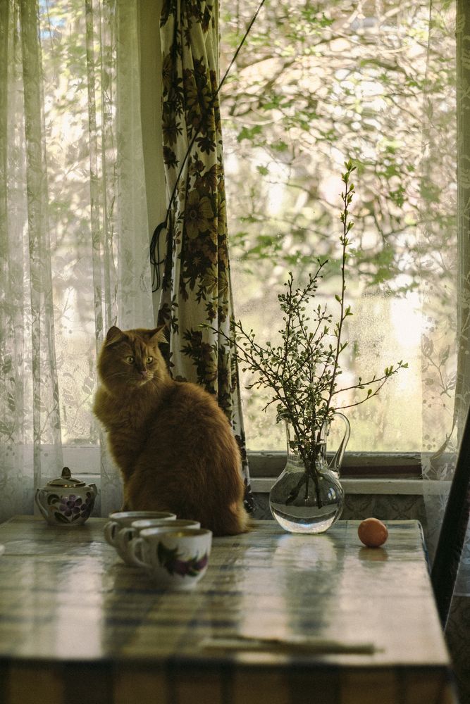 Фотография автора Татьяна Сикорская