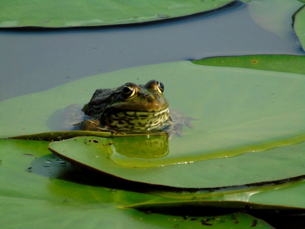 Photograph by Надежда Батракова