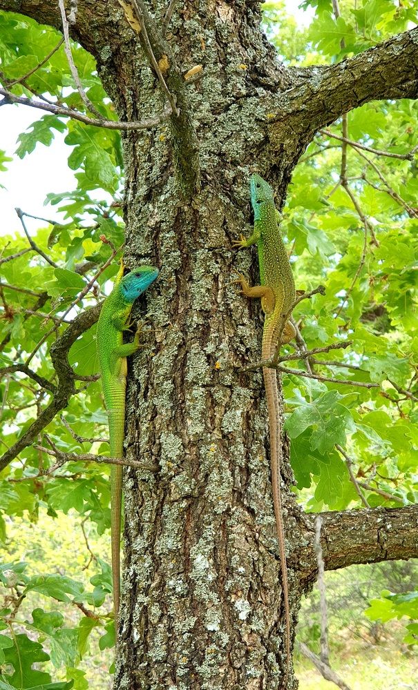 Photograph by Viktorova