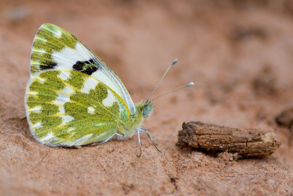 Photograph by Bachir Rabouh