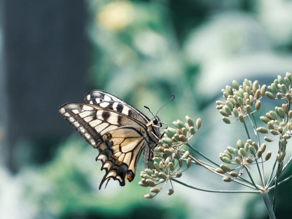 Photograph by Елена Гарипова