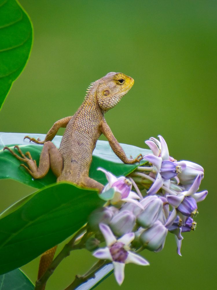 Photograph by SAIKAT PAL