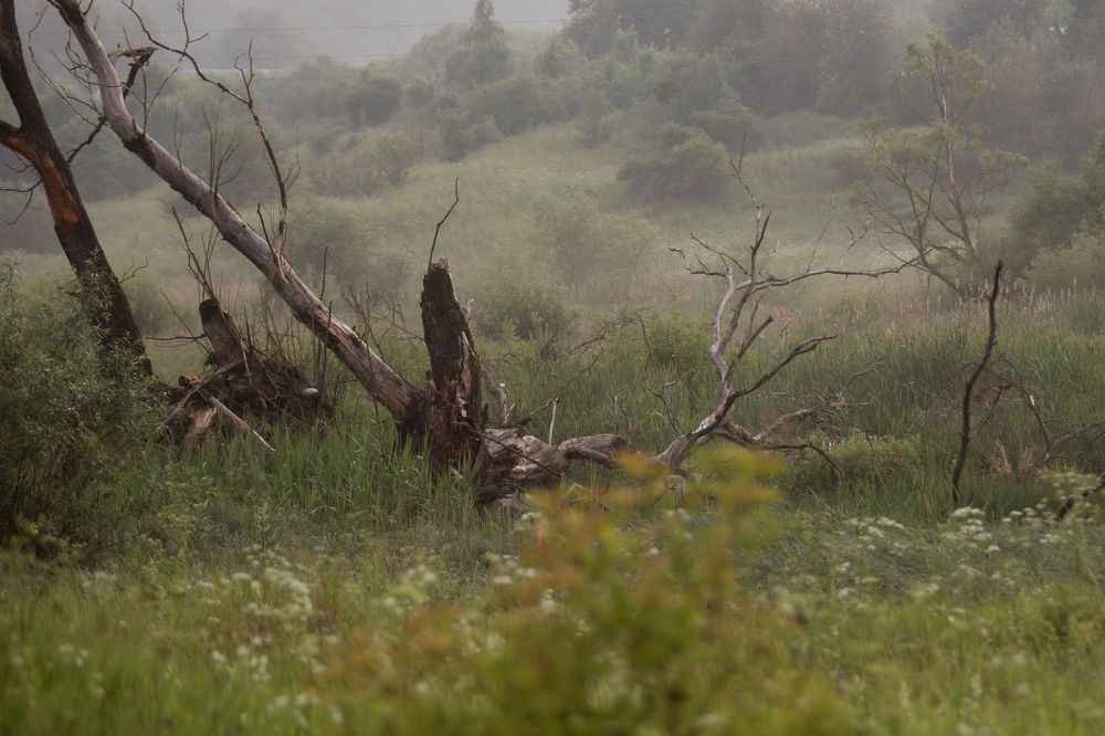 Photograph by Ольга Гаврилова