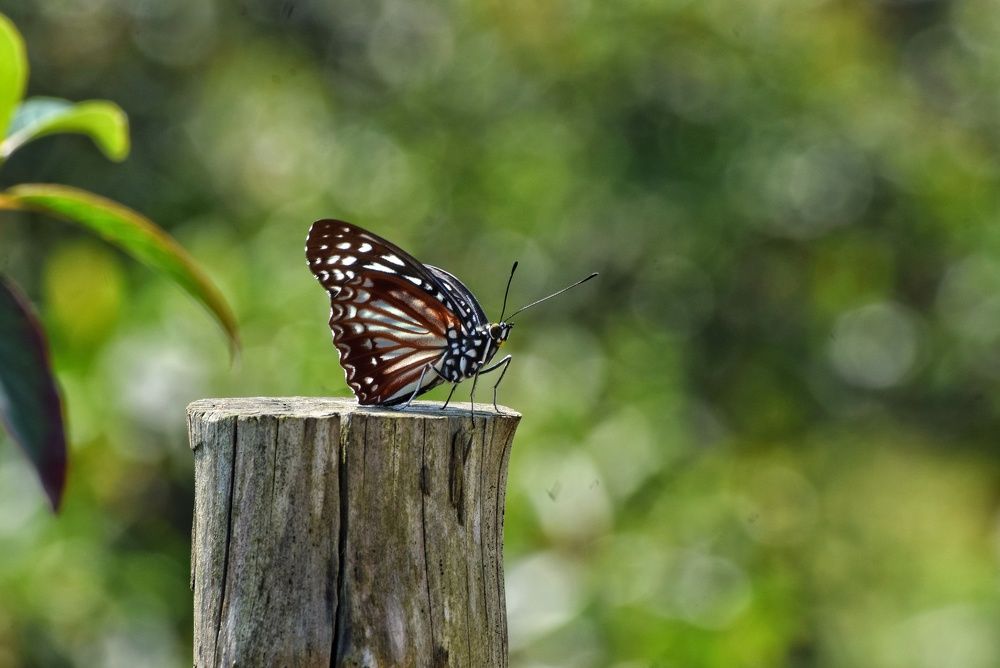 Photograph by Sujoy Chanda