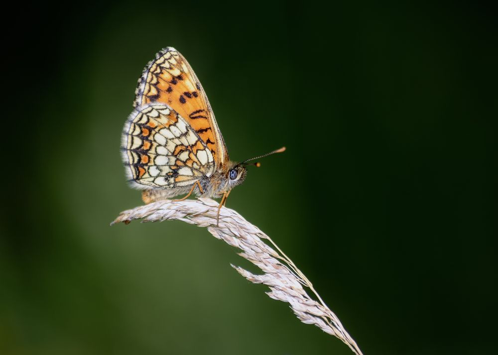 Photograph by Сергей Дишук