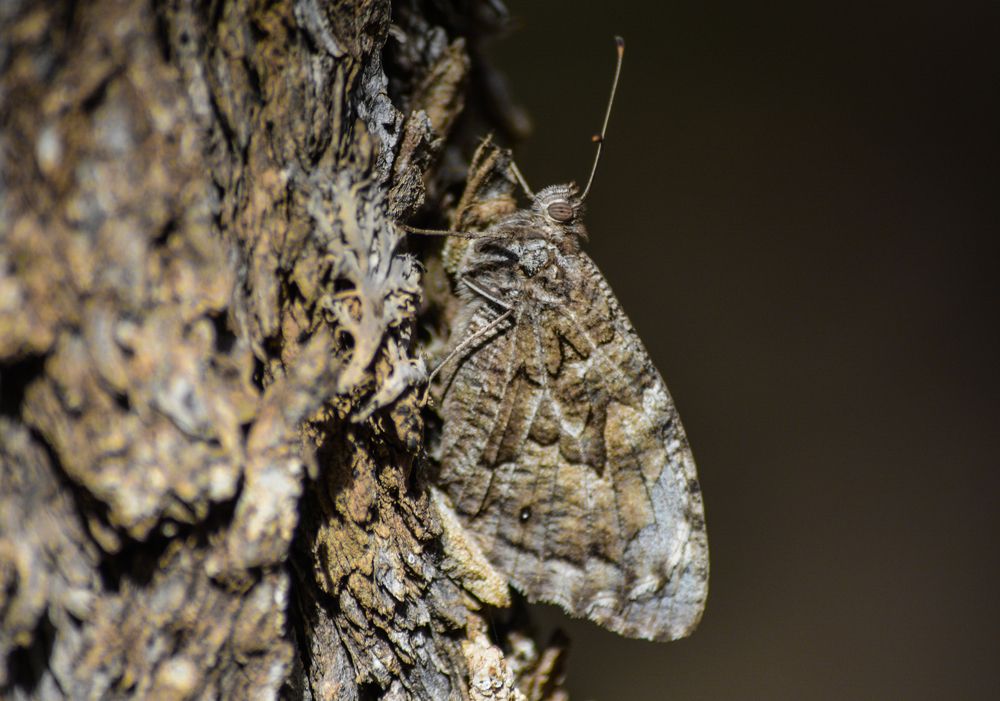 Photograph by Bachir Rabouh